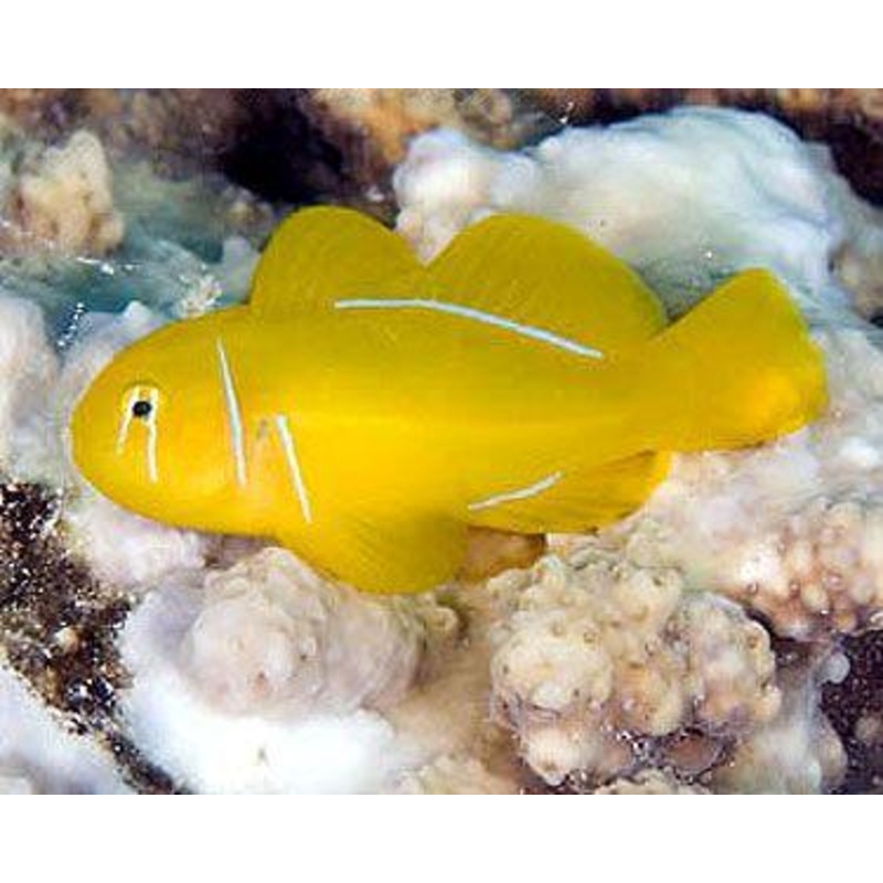 Citron Coral Goby
