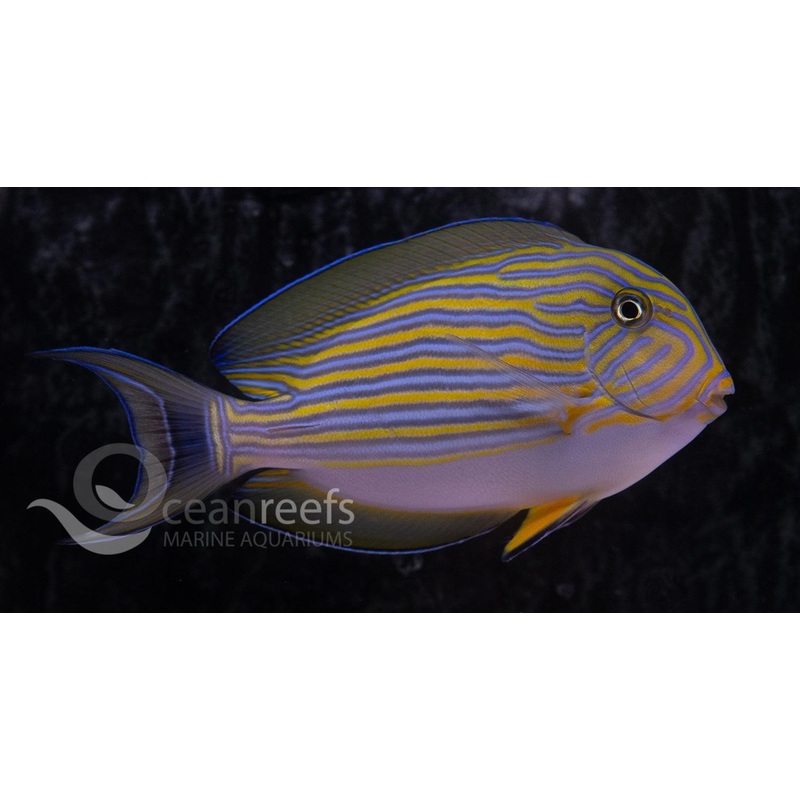 Clown Tang
