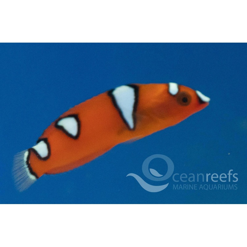 Clown wrasse