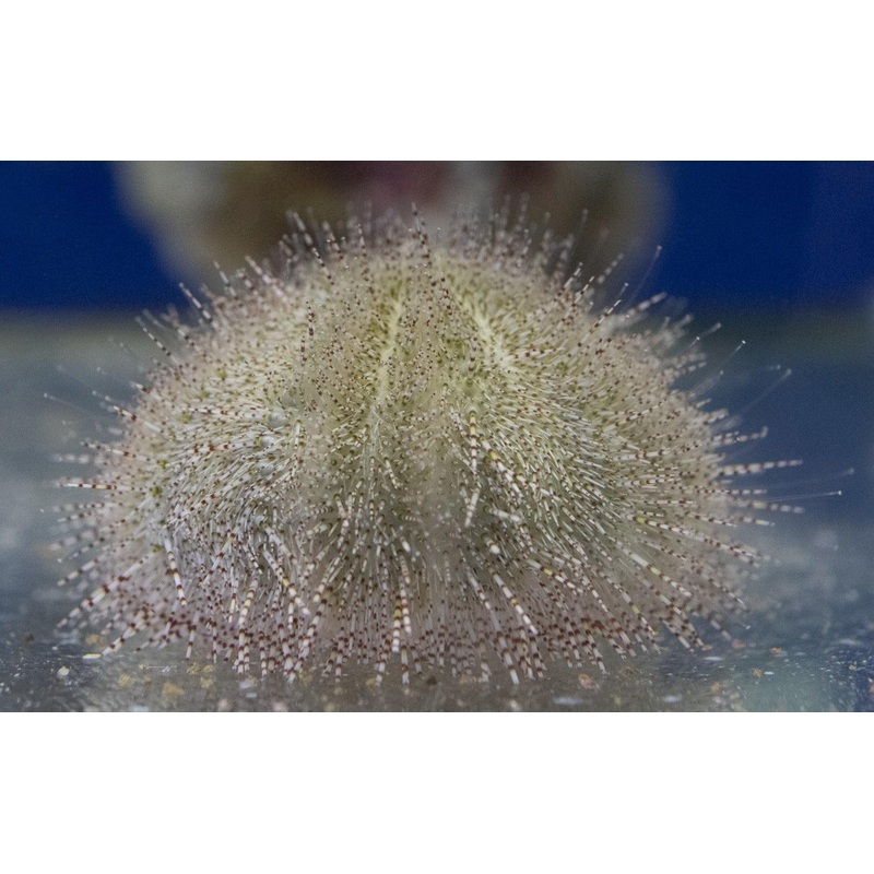 Collector Urchin