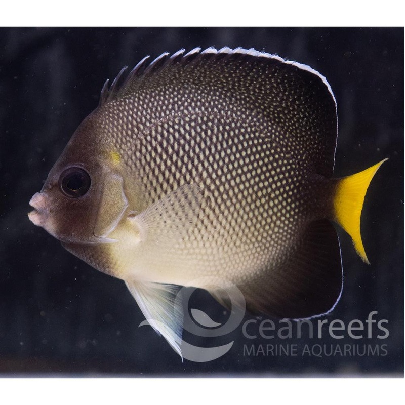 Cream Angelfish