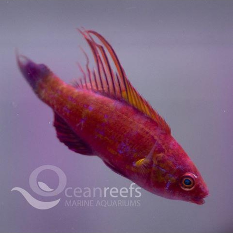 Cyaneus wrasse