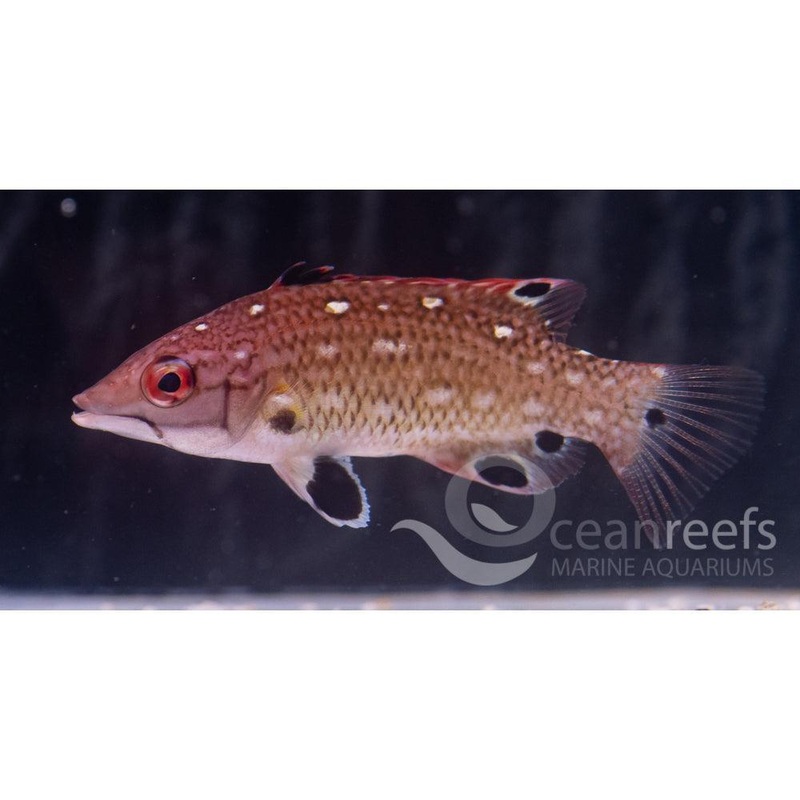 Diana Hogfish
