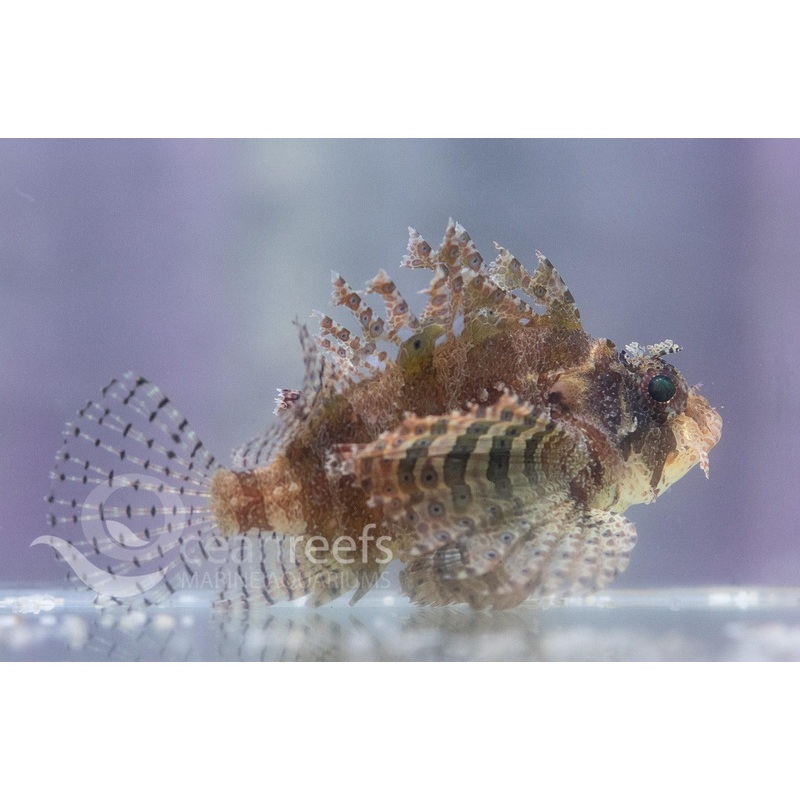 Dwarf Shortfin Lionfish
