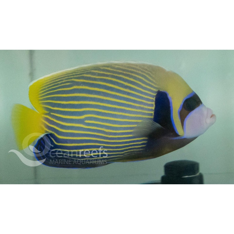 Emperor Angelfish (Adult)