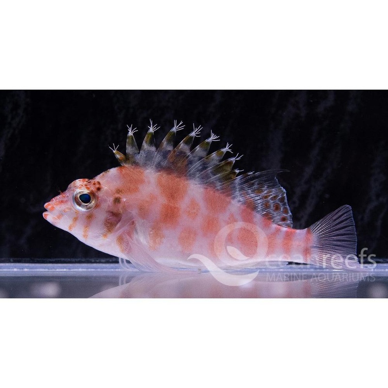 Falco Hawkfish