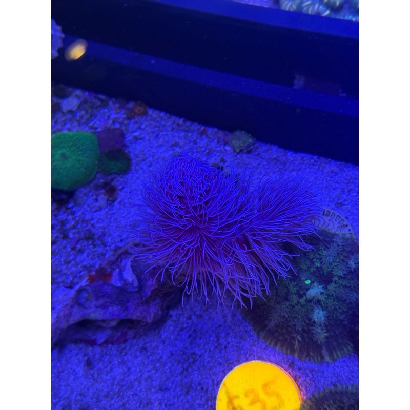 Feather Duster Worms