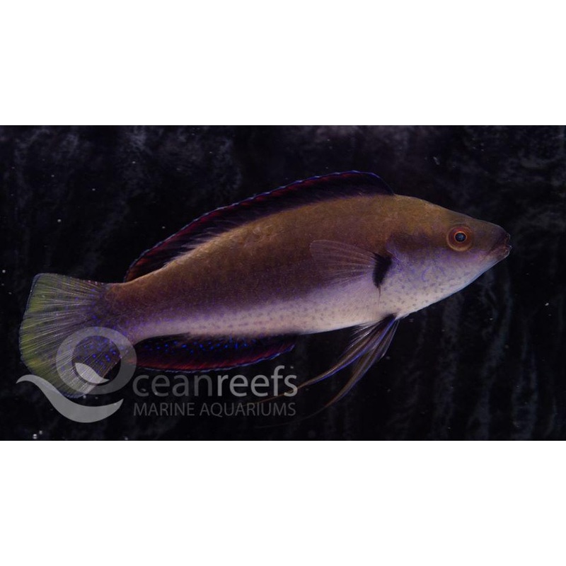 Fine spotted Fairy Wrasse