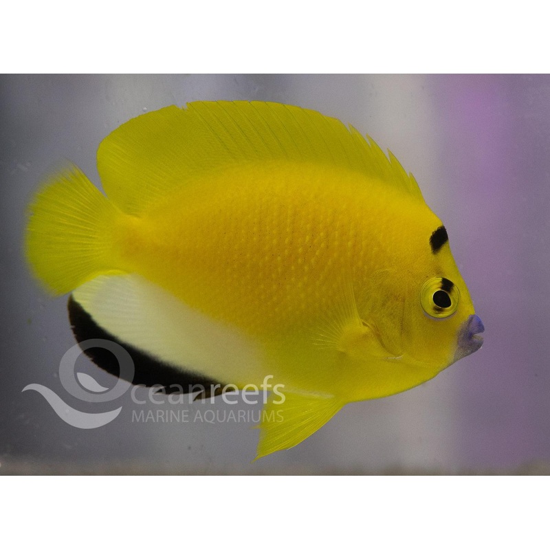Flagfin Angelfish