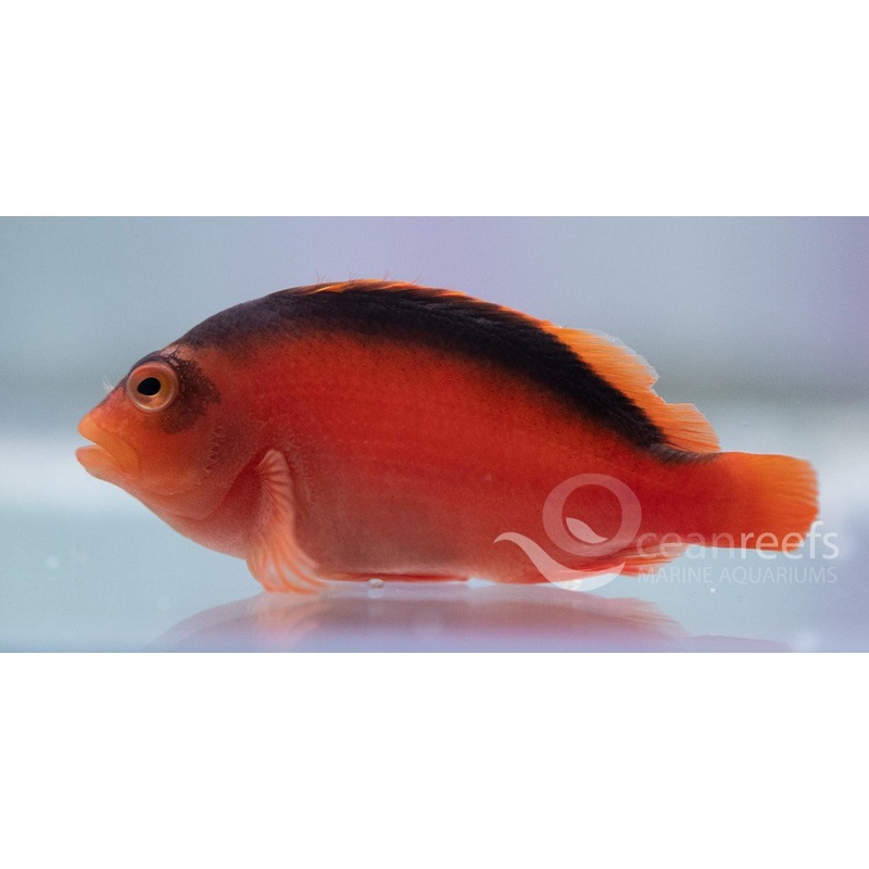 Flame Hawkfish