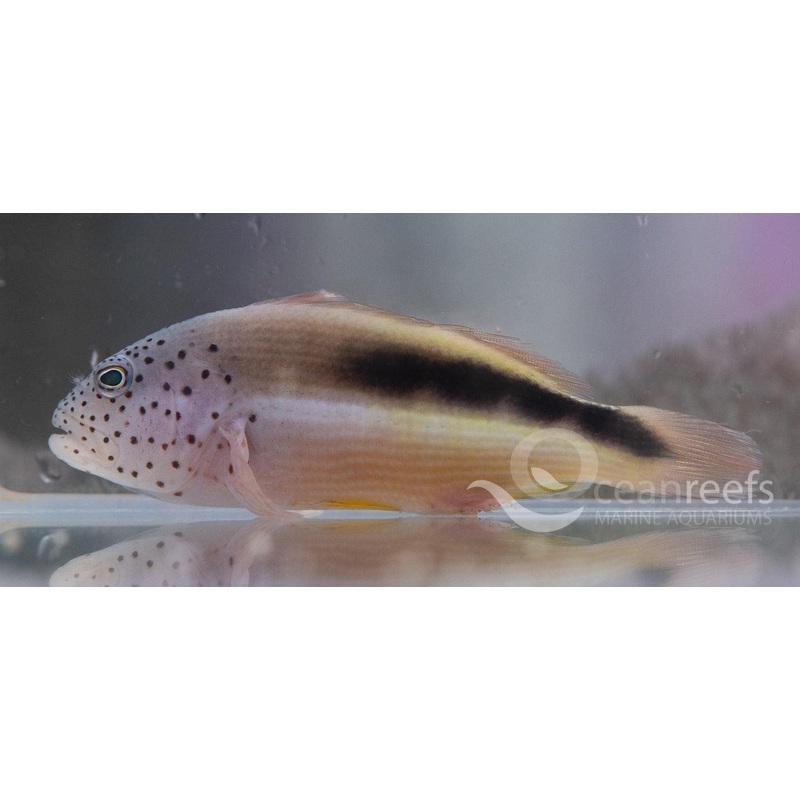 Fosters Hawkfish