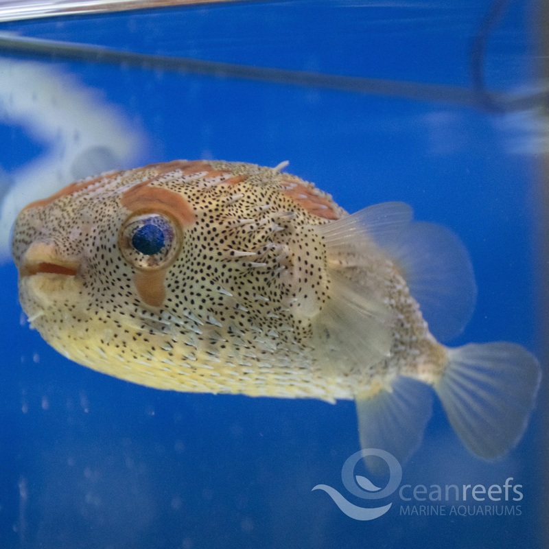Freckled Porcupinefish