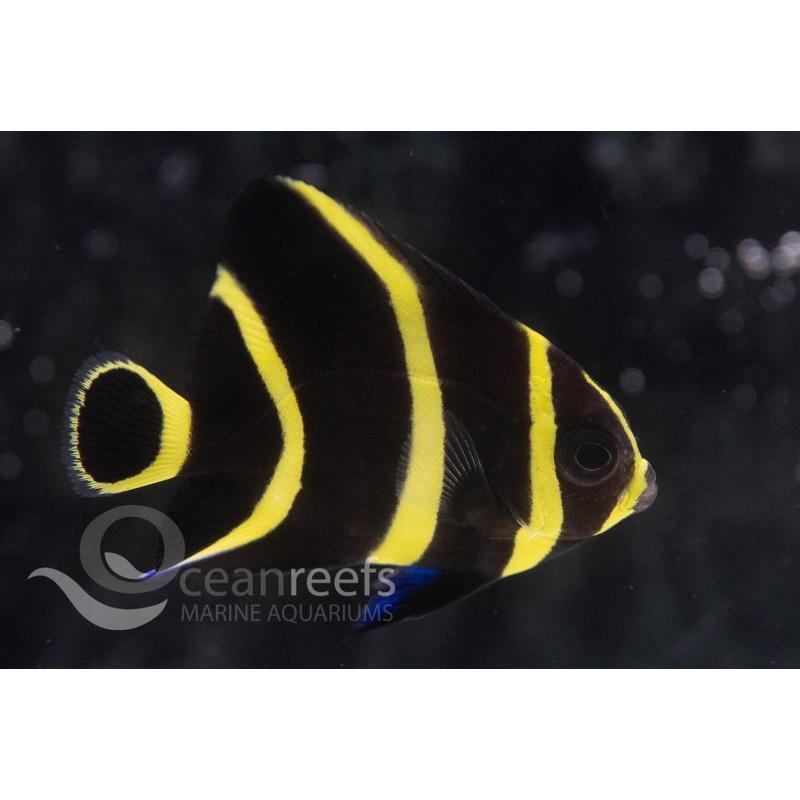 French Angelfish