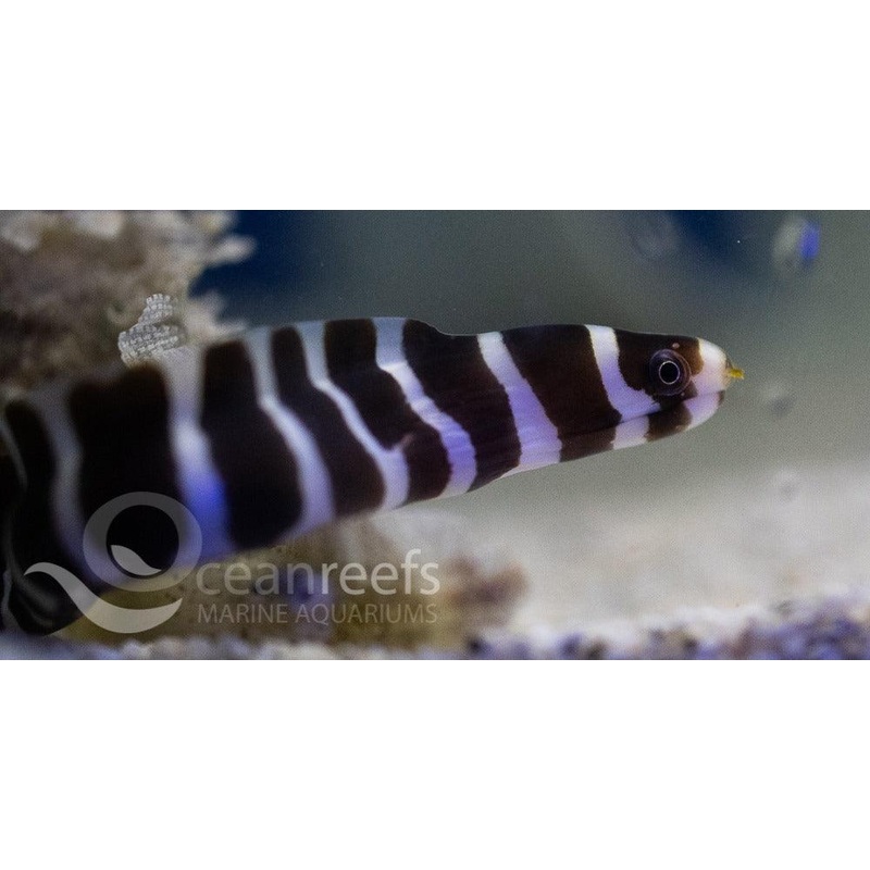 Girdled Moray