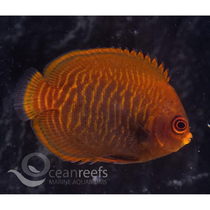 Golden Angelfish