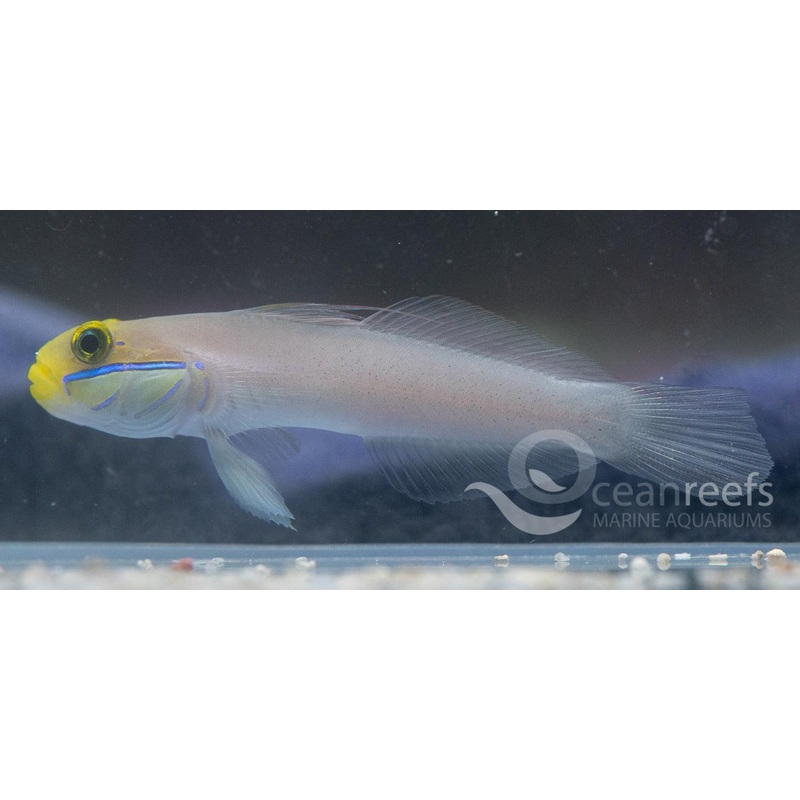 Golden head sleeper Goby