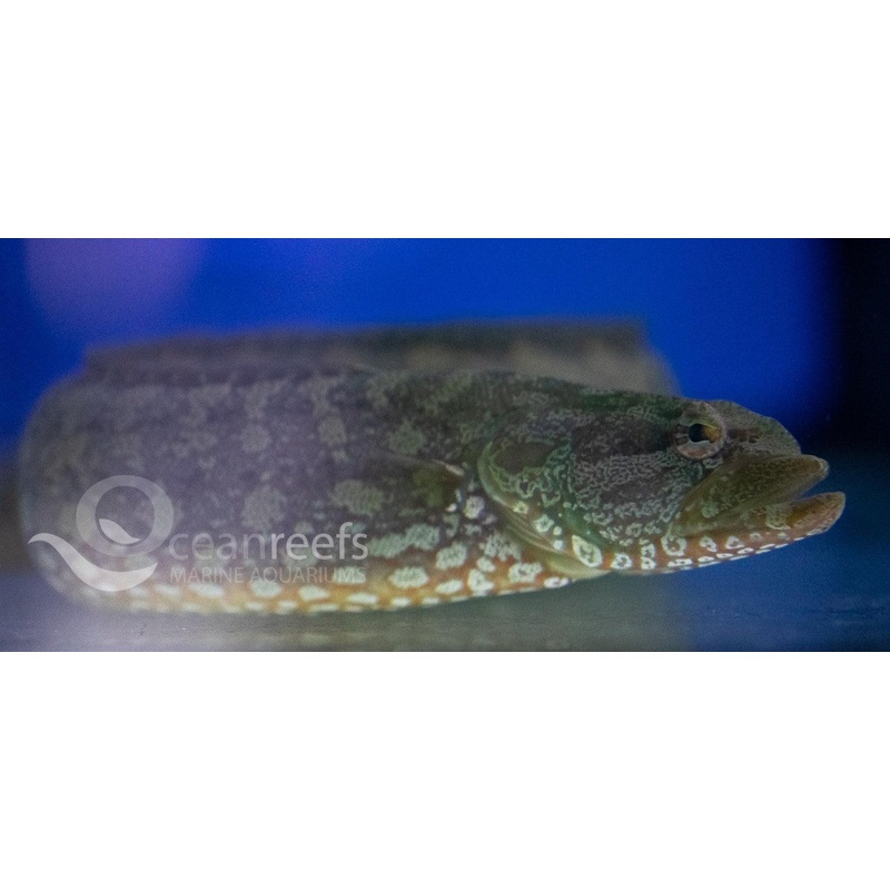 Green Carpet Eel Blenny