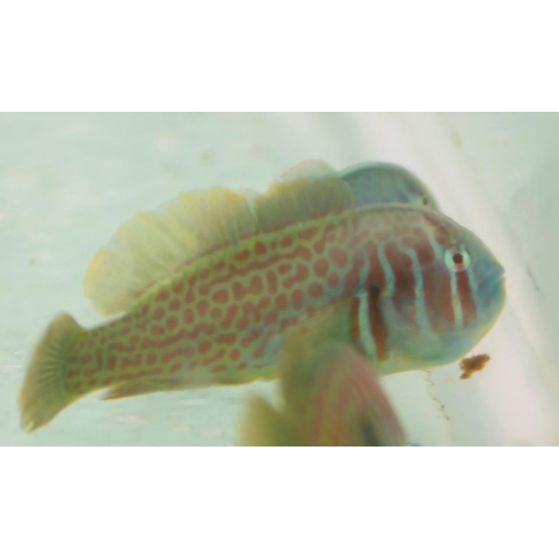 Green Coral Goby
