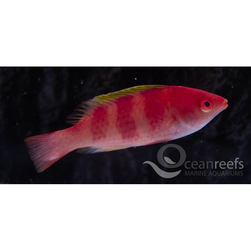 Halloween Milinium wrasse