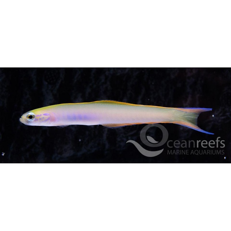 Hanae Goby