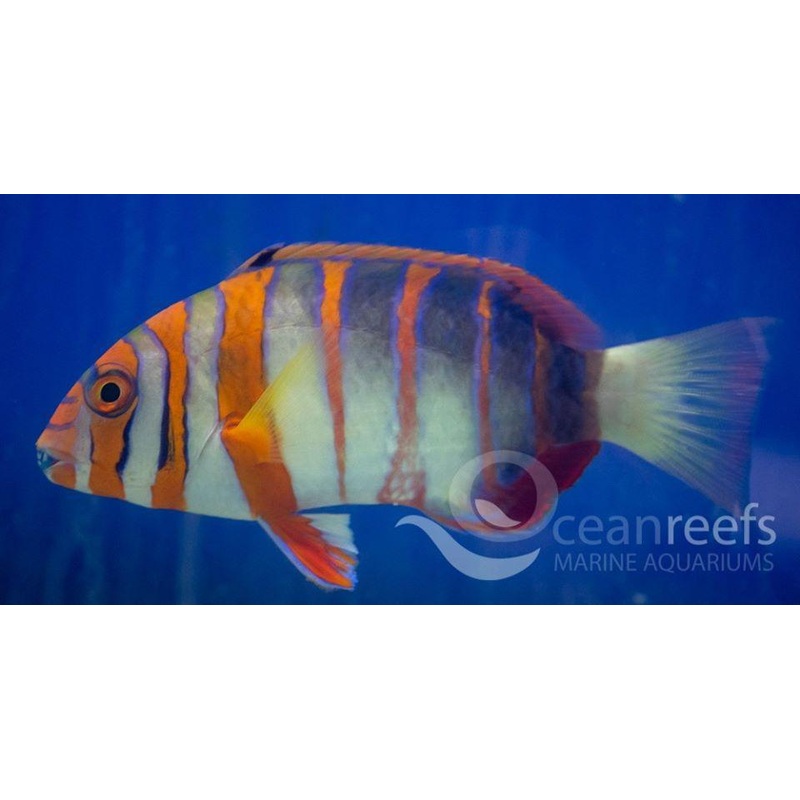 Harlequin tuskfish