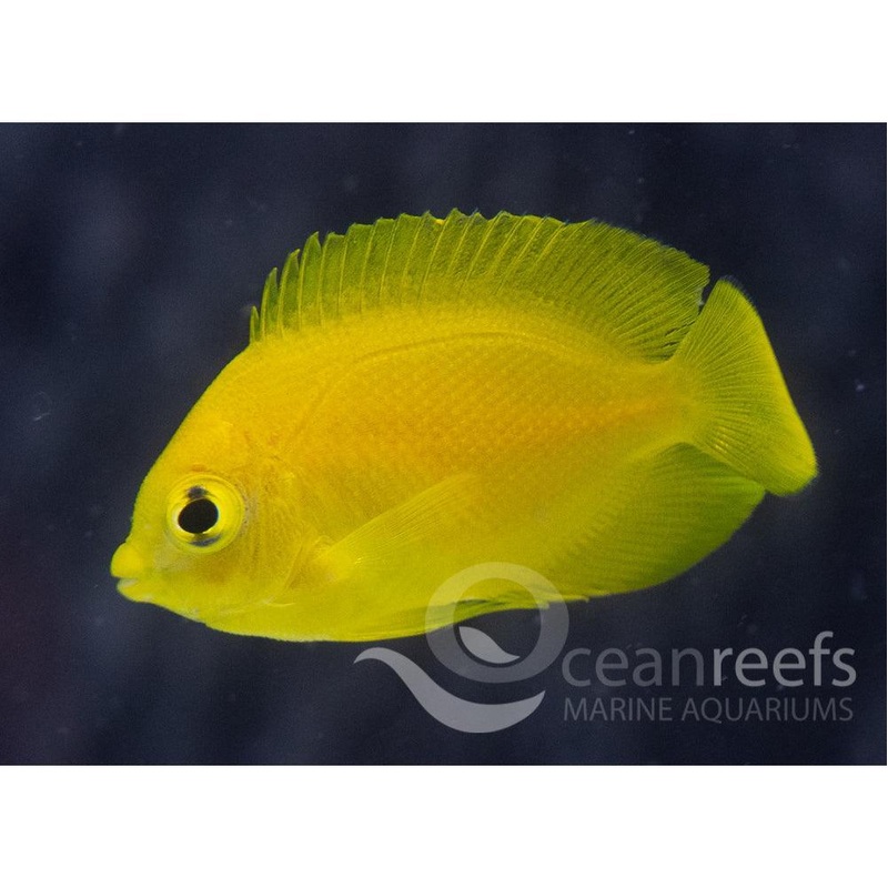 Herald Angelfish