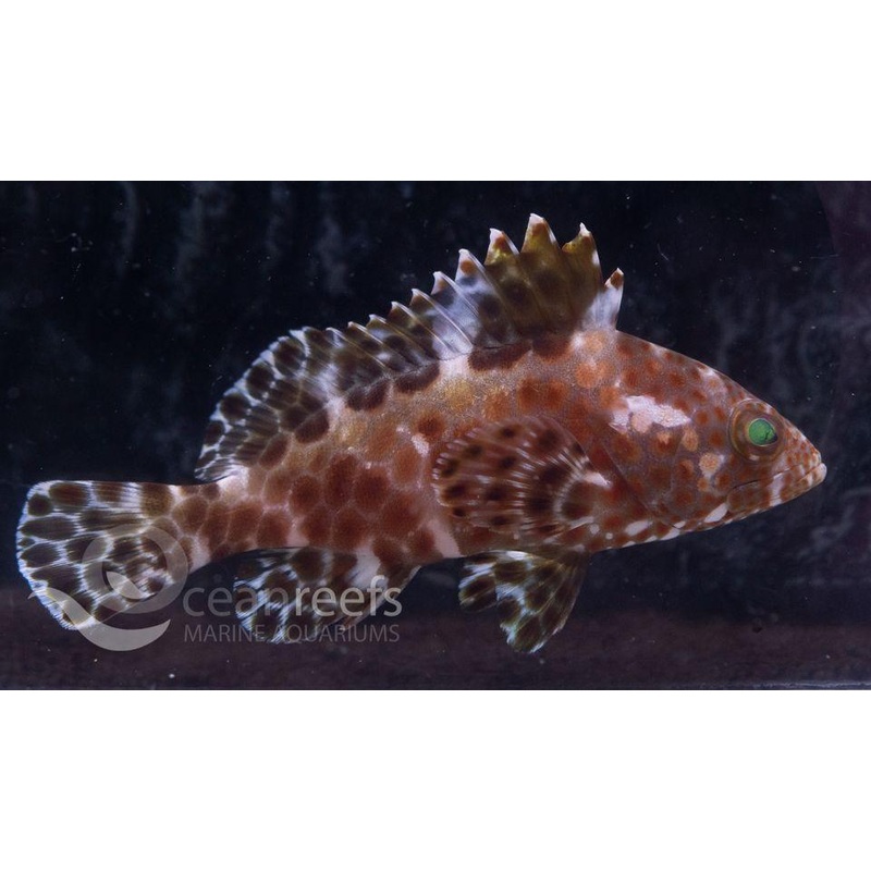 Honeycomb Cod