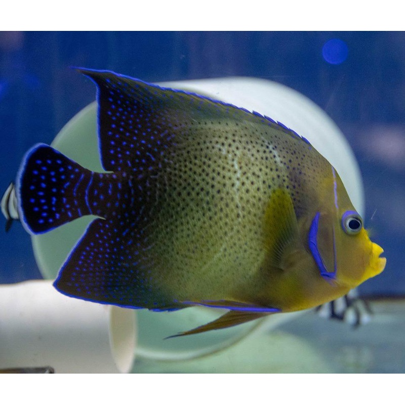 Koran Angelfish (Adult)