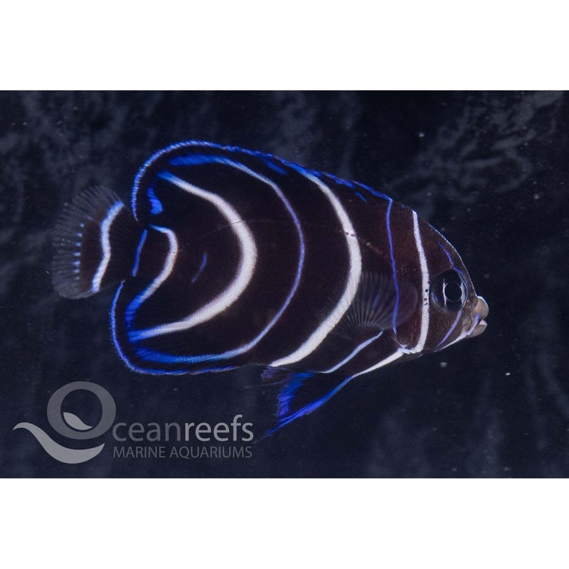 Koran Angelfish (Juvenile)