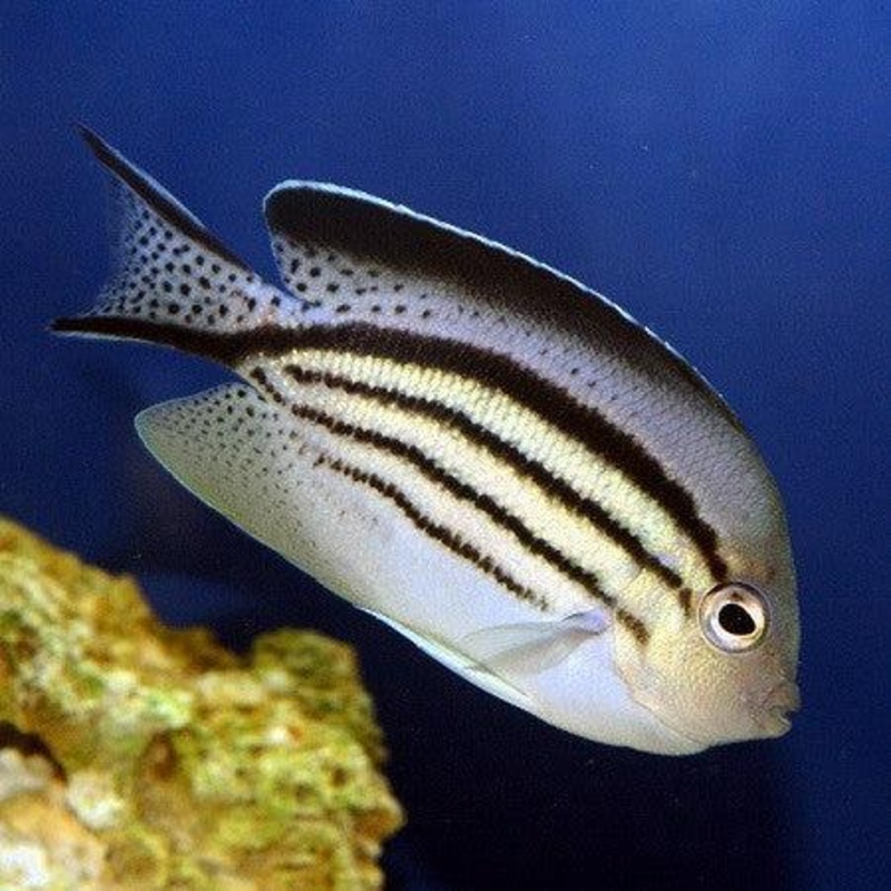 Lamarcks Angelfish (Female)