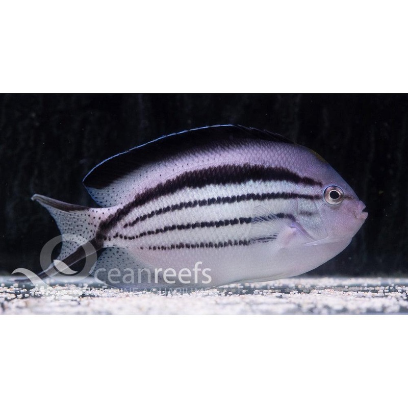 Lamarcks Angelfish (Male)