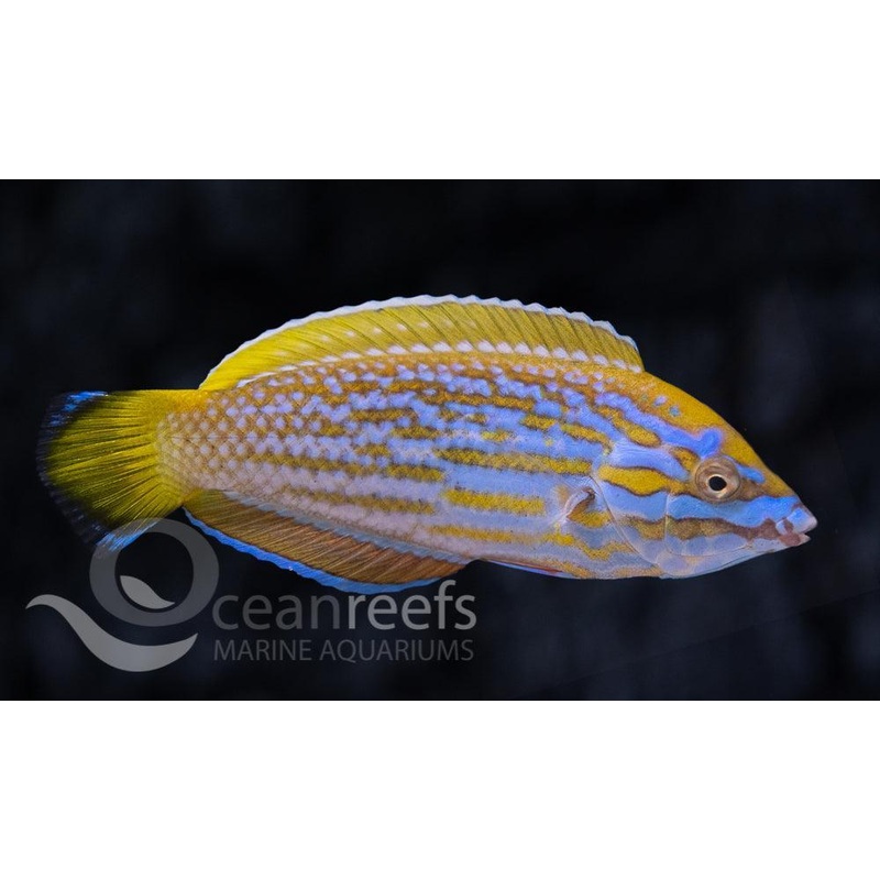 Lennardi Wrasse