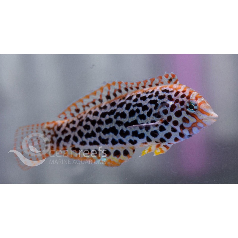 Leopard Wrasse
