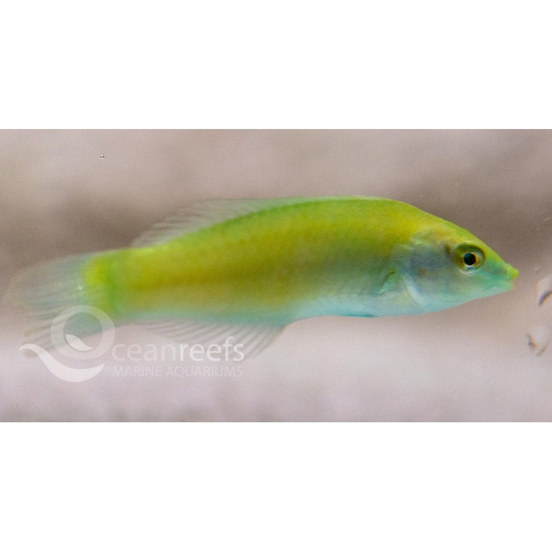 Lime wrasse