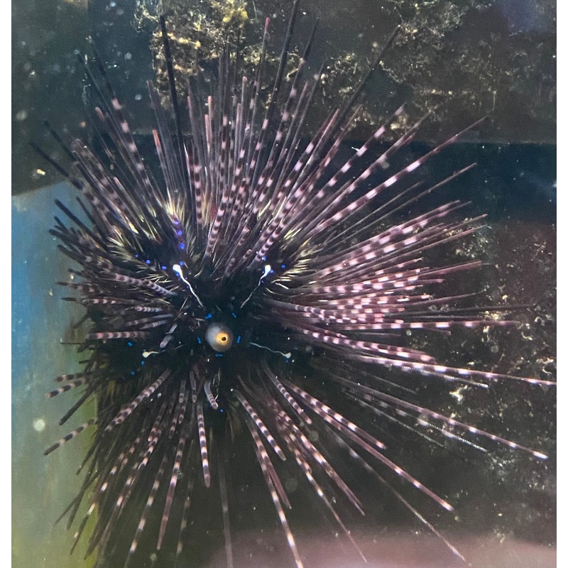 Long spined sea urchin