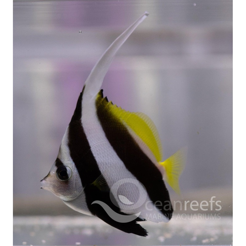 Longfinned Bannerfish