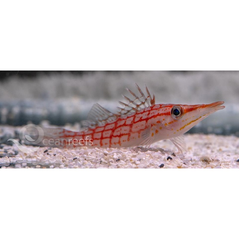 Longnosed Hawkfish