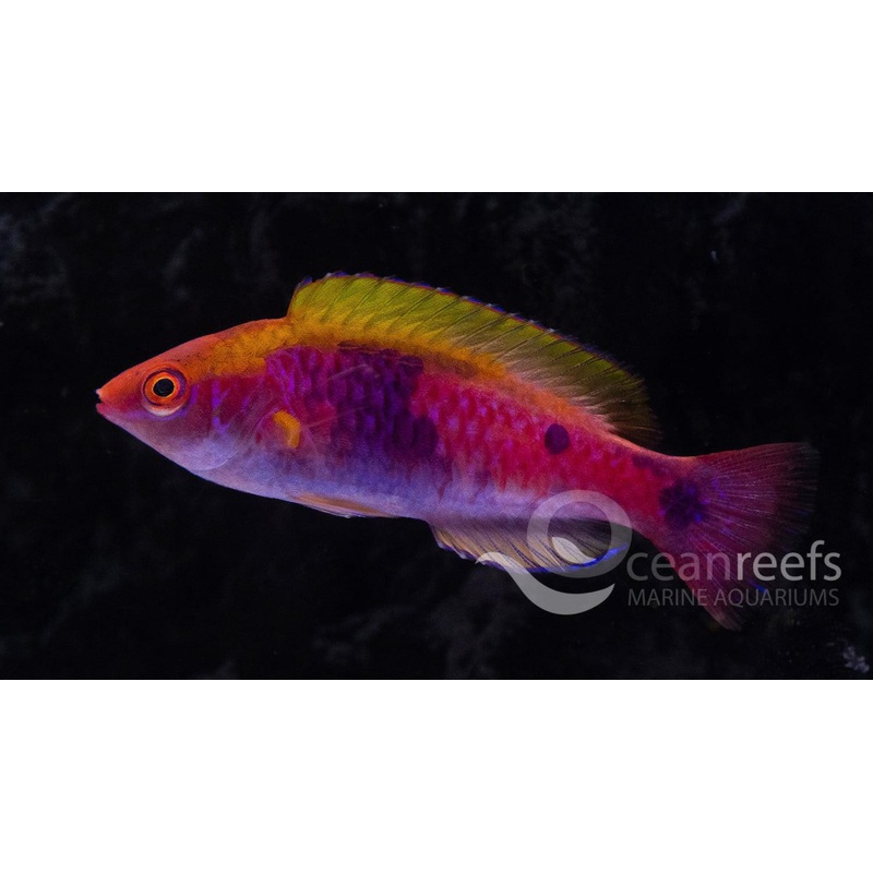 Lubbock's Fairy wrasse
