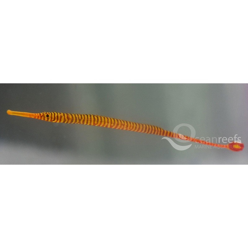 Many Banded Pipefish
