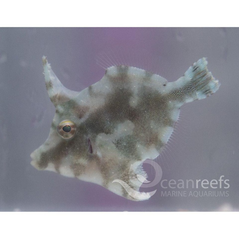 Matted Filefish