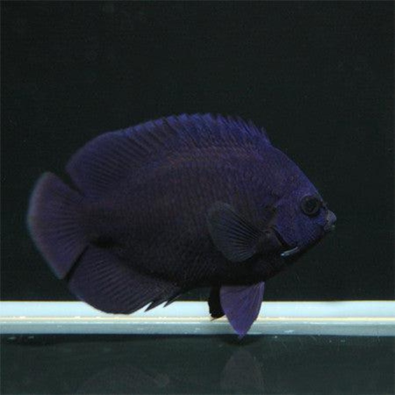 Midnight Angelfish