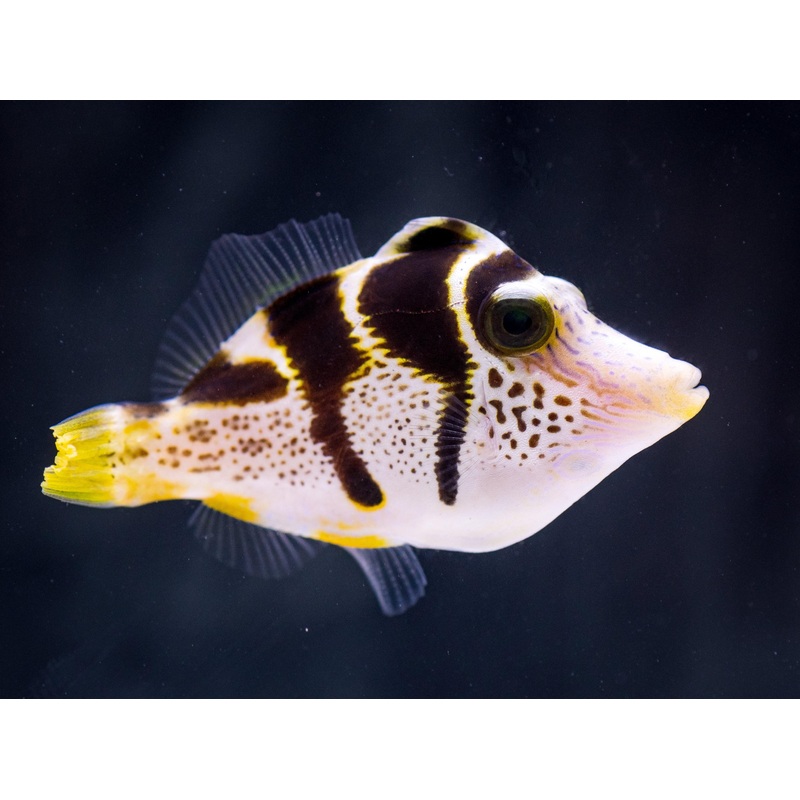 Mimic Filefish