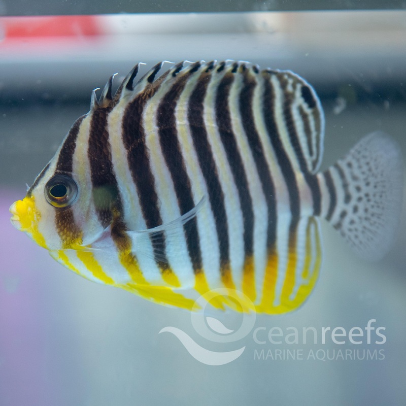Multibar Angelfish