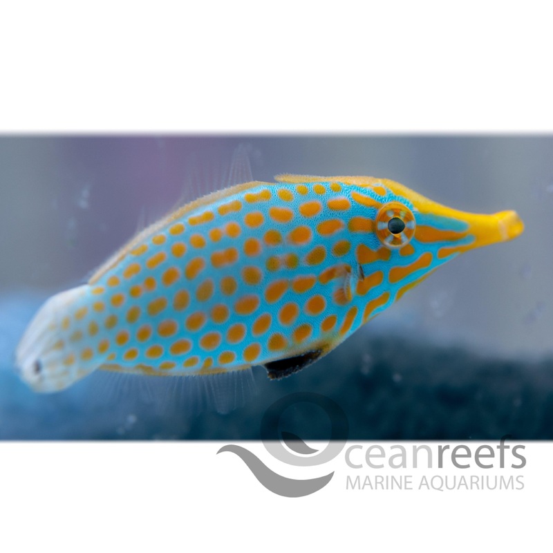 Orange Spot Filefish