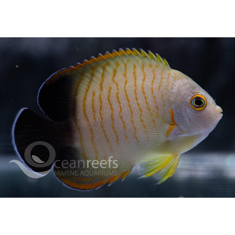 Orange Striped Angelfish