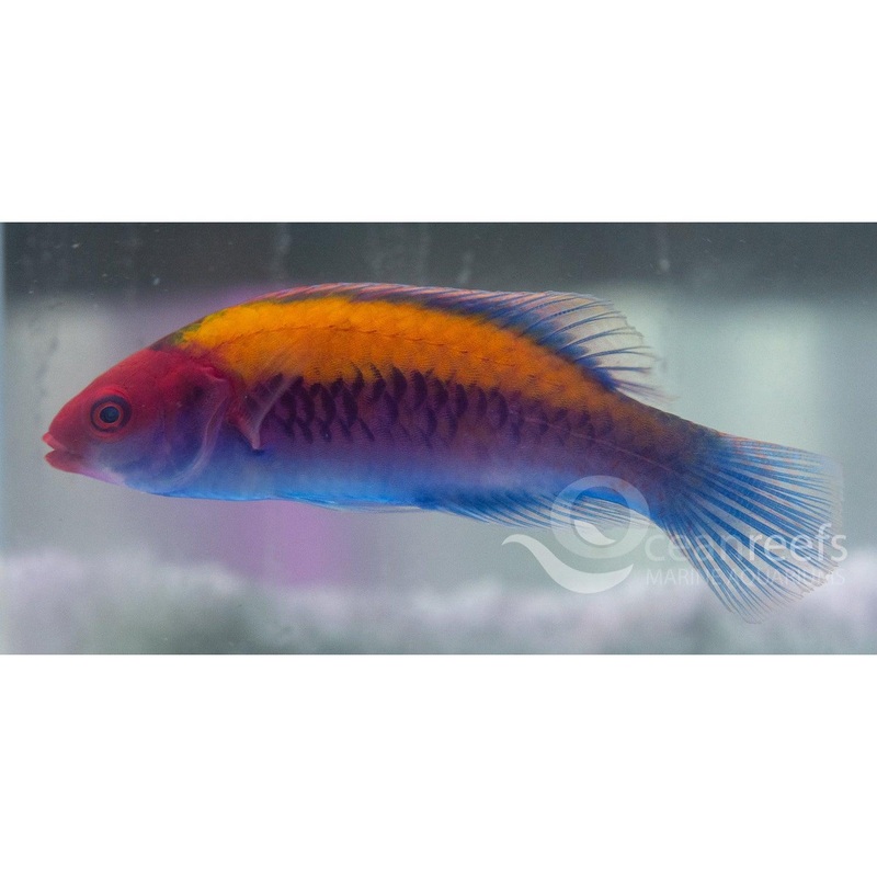 Orange Top Fairy wrasse