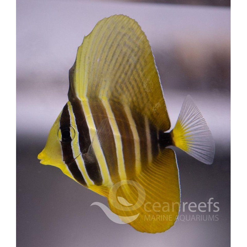 Pacific Sailfin Tang
