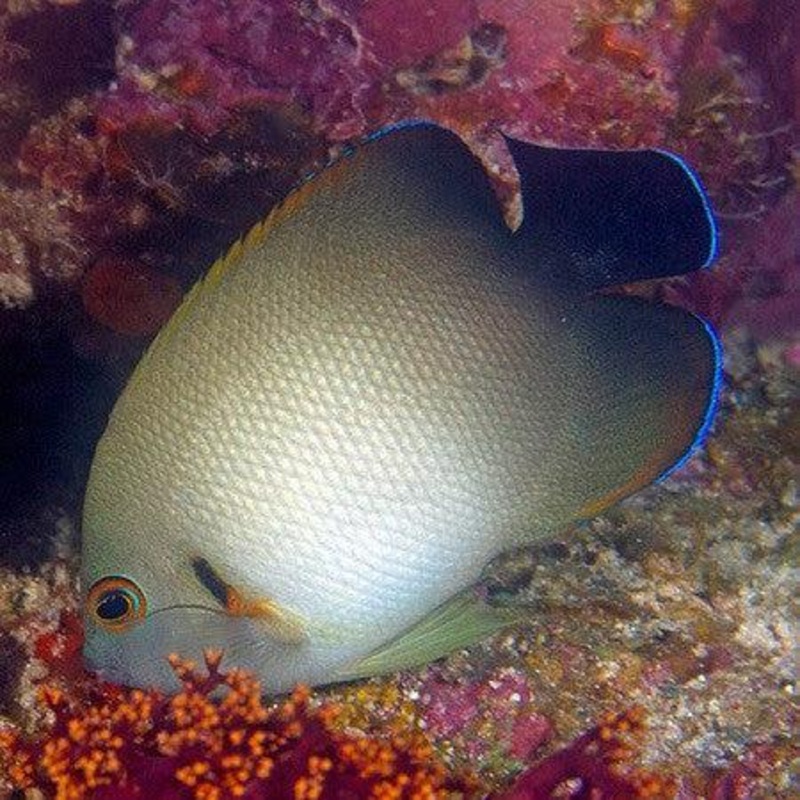 Pearl-Scaled Angelfish