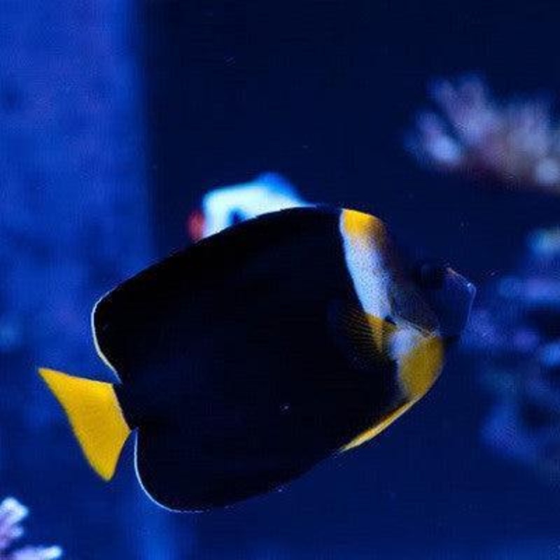 Personifer Angelfish (Female)
