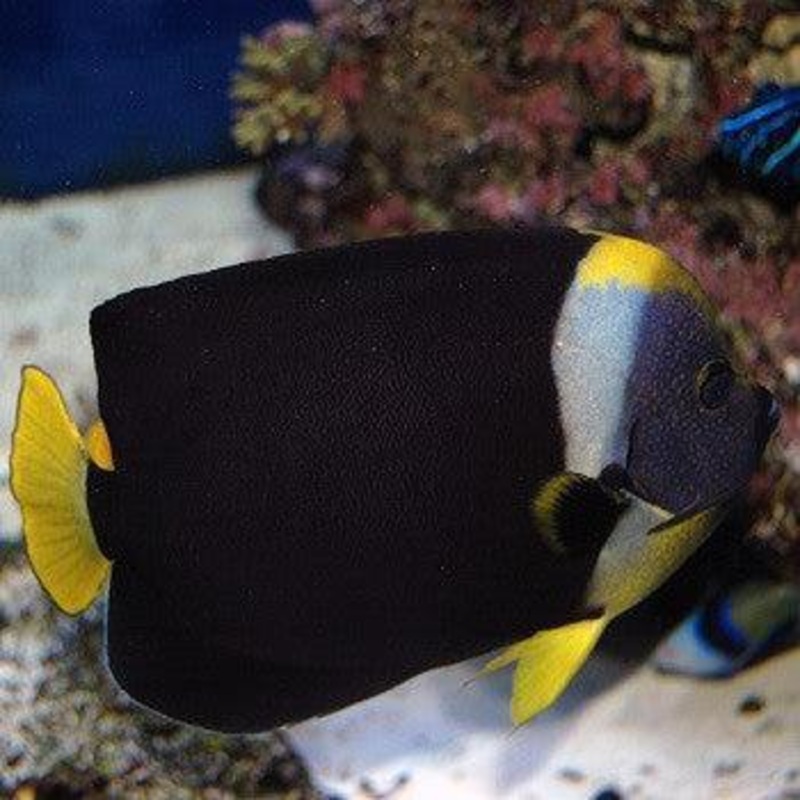 Personifer Angelfish (Male)